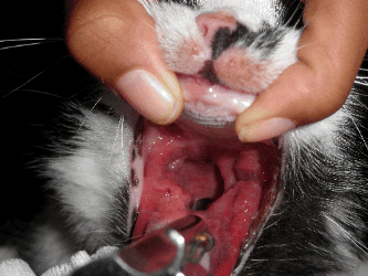 Cat stomatitis treatment best sale